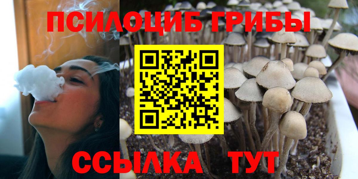 Псилоцибиновые грибы Psilocybine cubensis Полысаево